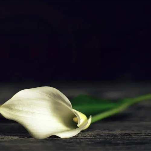 Mourning Fritz Gottfried Henke