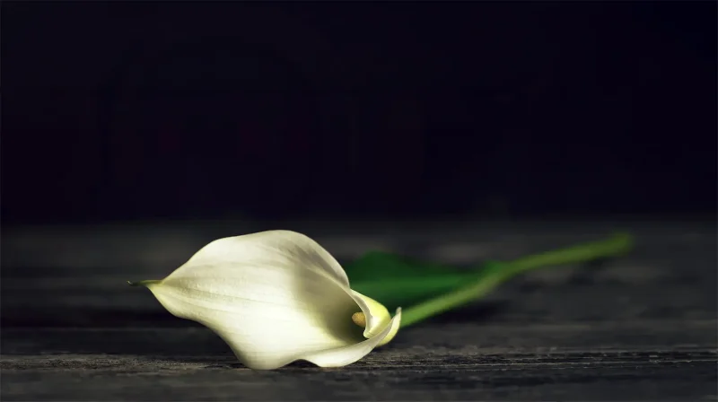 Mourning Fritz Gottfried Henke